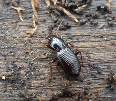 Gastrellarius honestus