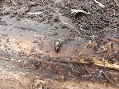 Gastrellarius honestus