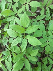 Aegopodium podagraria