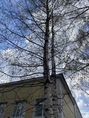 Betula