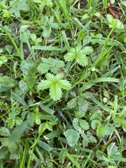 Potentilla sterilis