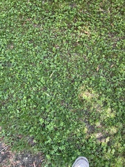 Potentilla sterilis