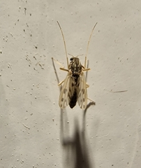 Polypedilum nubiferum