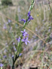 Campanula rapunculus