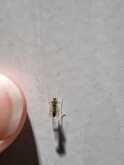 Polypedilum nubiferum