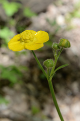 Ranunculus constantinopolitanus