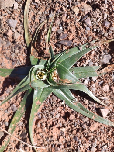 Colchicum asteroides