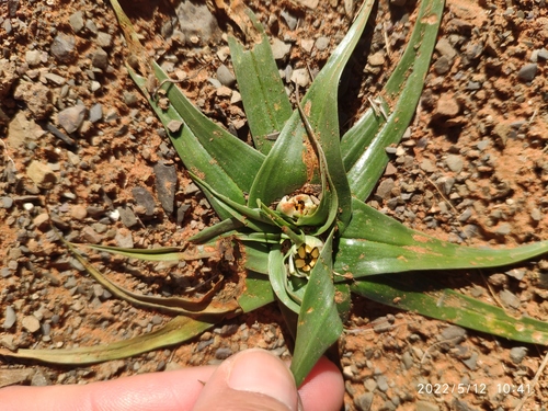 Colchicum asteroides