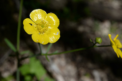 Ranunculus constantinopolitanus