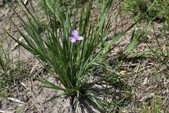 Patersonia occidentalis occidentalis