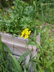 Erysimum hungaricum