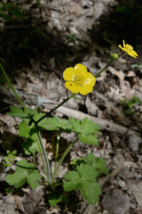 Ranunculus constantinopolitanus