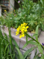 Erysimum hungaricum