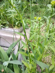 Erysimum hungaricum