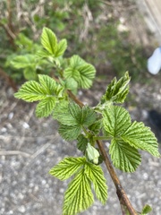 Rubus idaeus