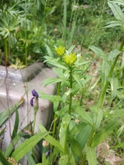 Erysimum hungaricum