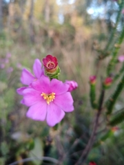 Lavoisiera pulchella