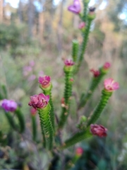 Lavoisiera pulchella
