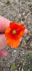 Papaver dubium