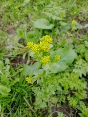 Barbarea vulgaris