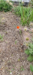 Papaver dubium