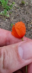 Papaver dubium