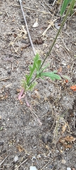 Papaver dubium