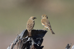 Emberiza impetuani