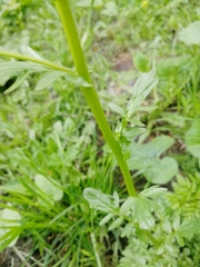 Barbarea vulgaris