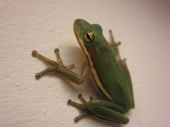 Hyla cinerea