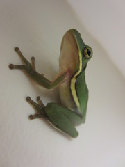 Hyla cinerea