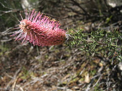Grevillea paradoxa