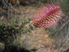 Grevillea paradoxa