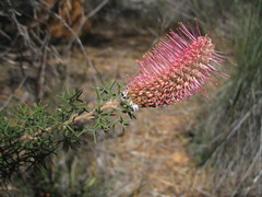 Grevillea paradoxa