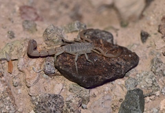 Paravaejovis confusus