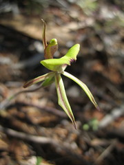 Caladenia roei