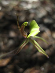 Caladenia roei