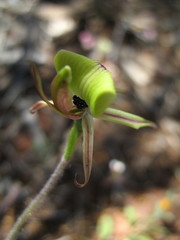 Caladenia roei