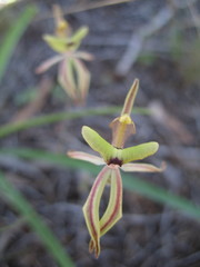 Caladenia roei