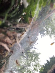 Allagelena gracilens