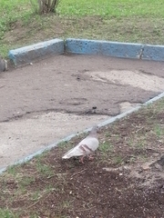 Columba livia domestica