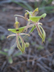 Caladenia roei