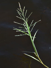 Pseudoraphis spinescens