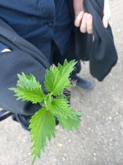 Urtica dioica