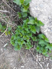 Urtica dioica