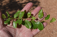 Petalostigma banksii