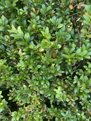 Buxus