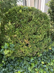 Buxus