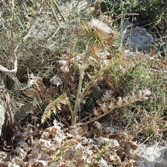 Cynara cornigera