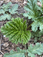 Heracleum sosnowskyi